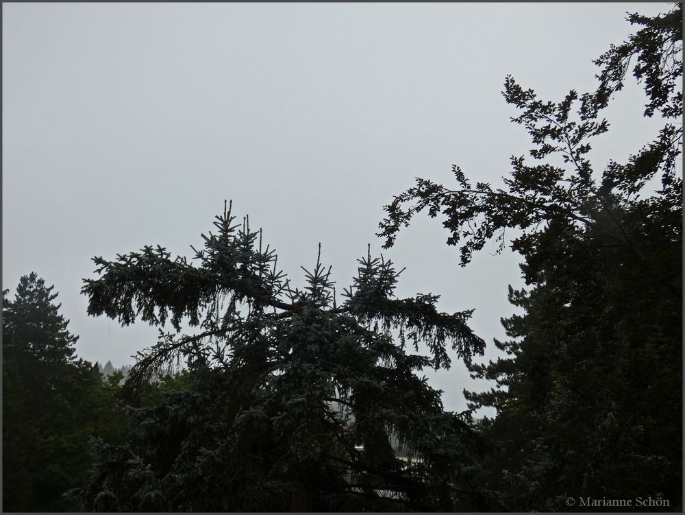 Bäumchen auf Weißtannenbaum...