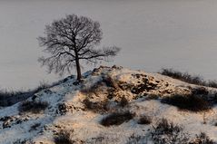 Bäumchen im Abendlicht