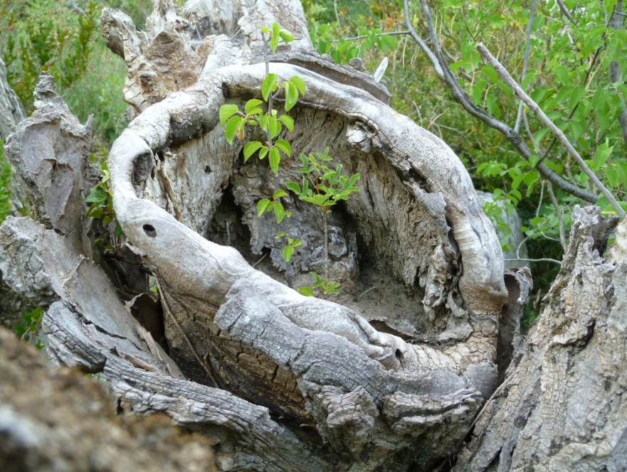 Bäumchen im Baum