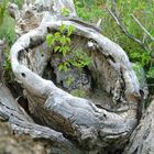 Bäumchen im Baum