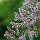 Bäumchen im eigenen Garten