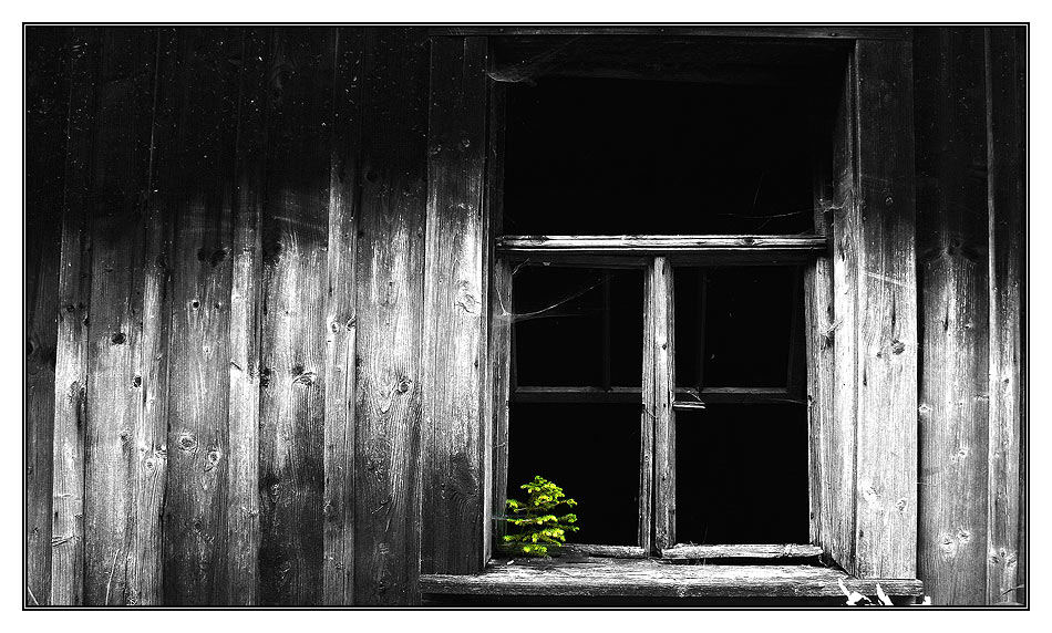 Bäumchen im Fenster.....