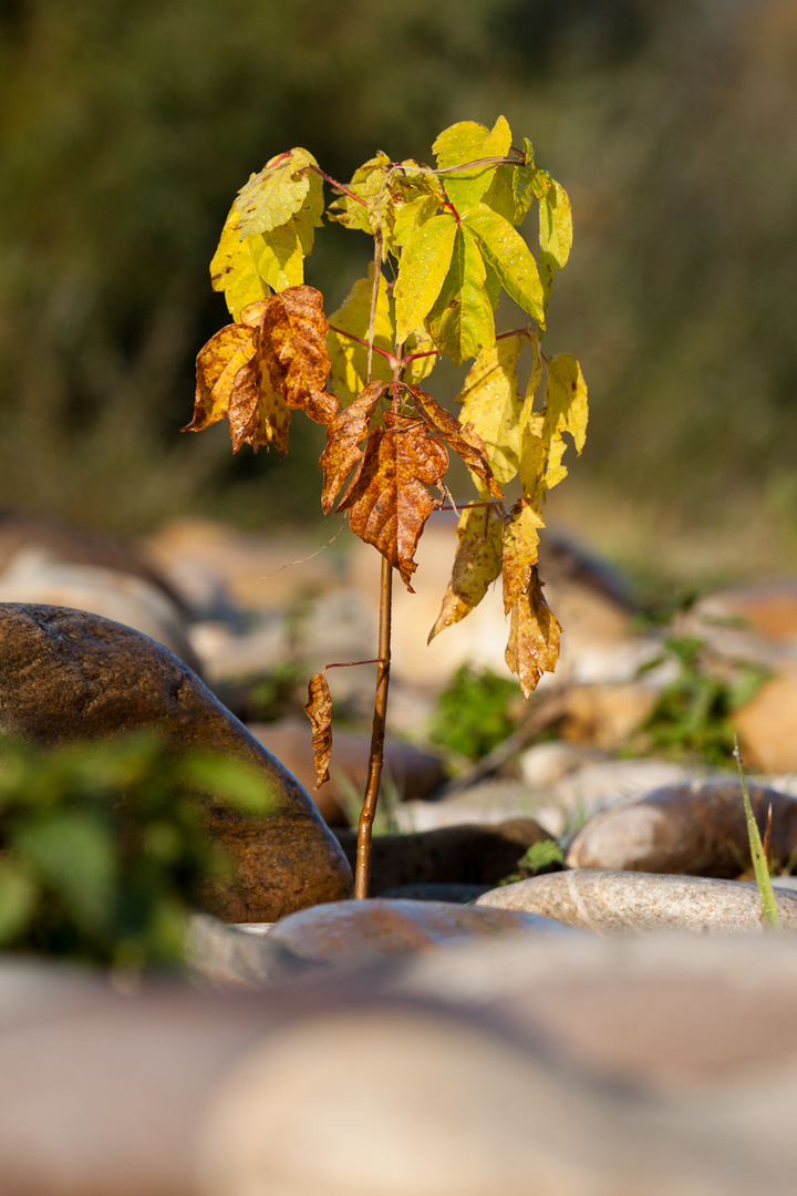 Bäumchen im Herbst