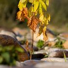 Bäumchen im Herbst