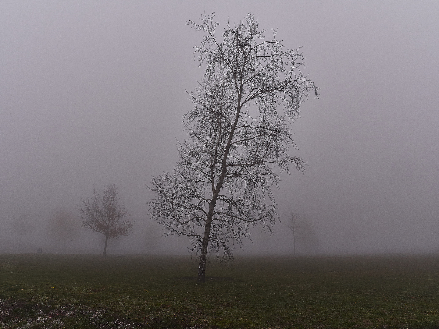 bäumchen im nebel