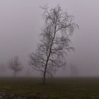 bäumchen im nebel