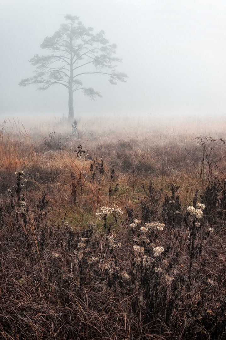 Bäumchen im Nebel