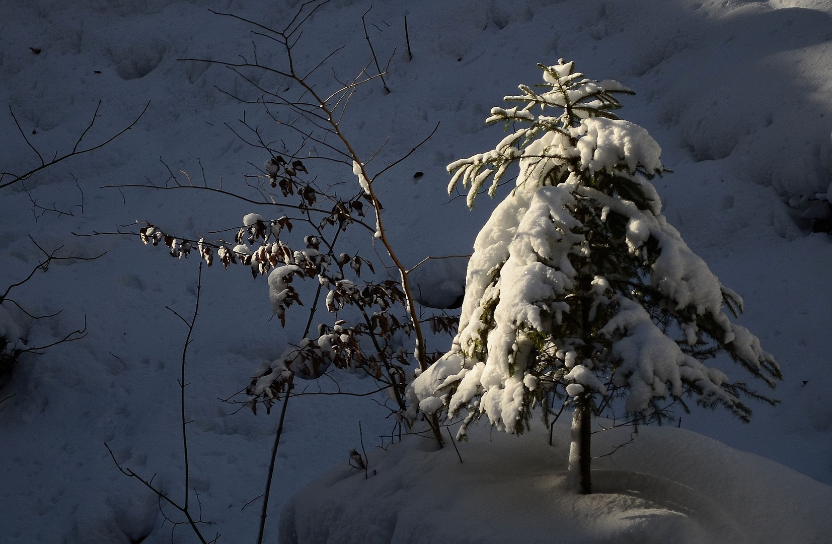 Bäumchen im Schnee