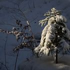 Bäumchen im Schnee