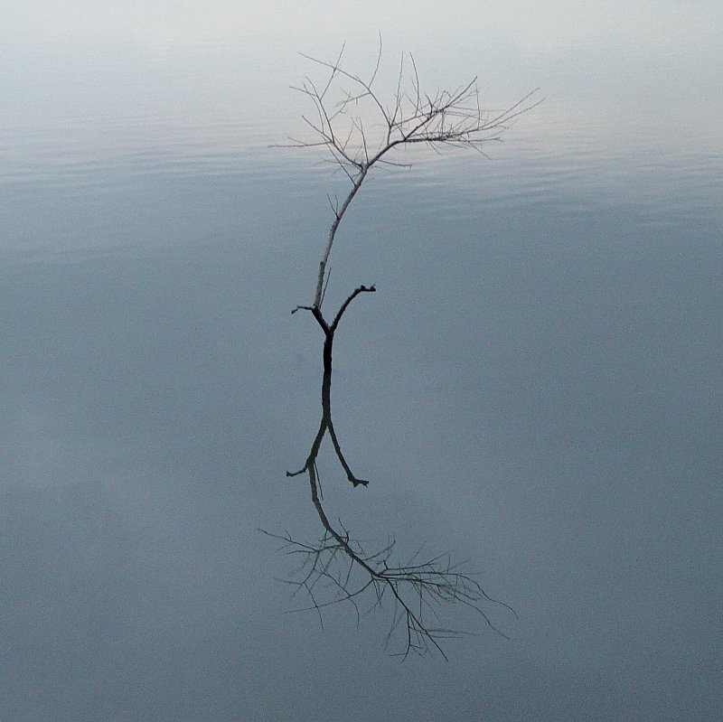 Bäumchen im See