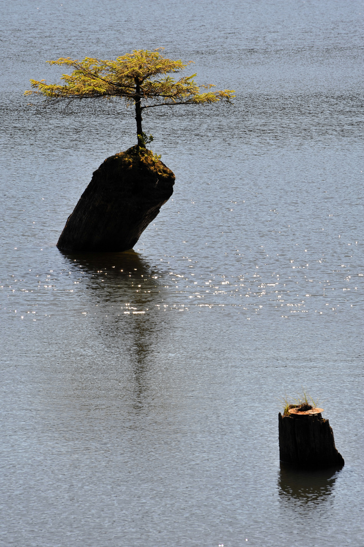 Bäumchen im See