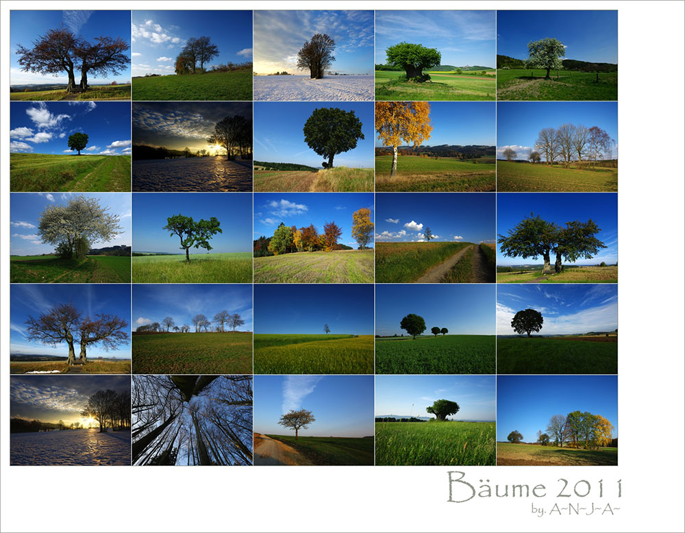 * Bäume 2011...II*