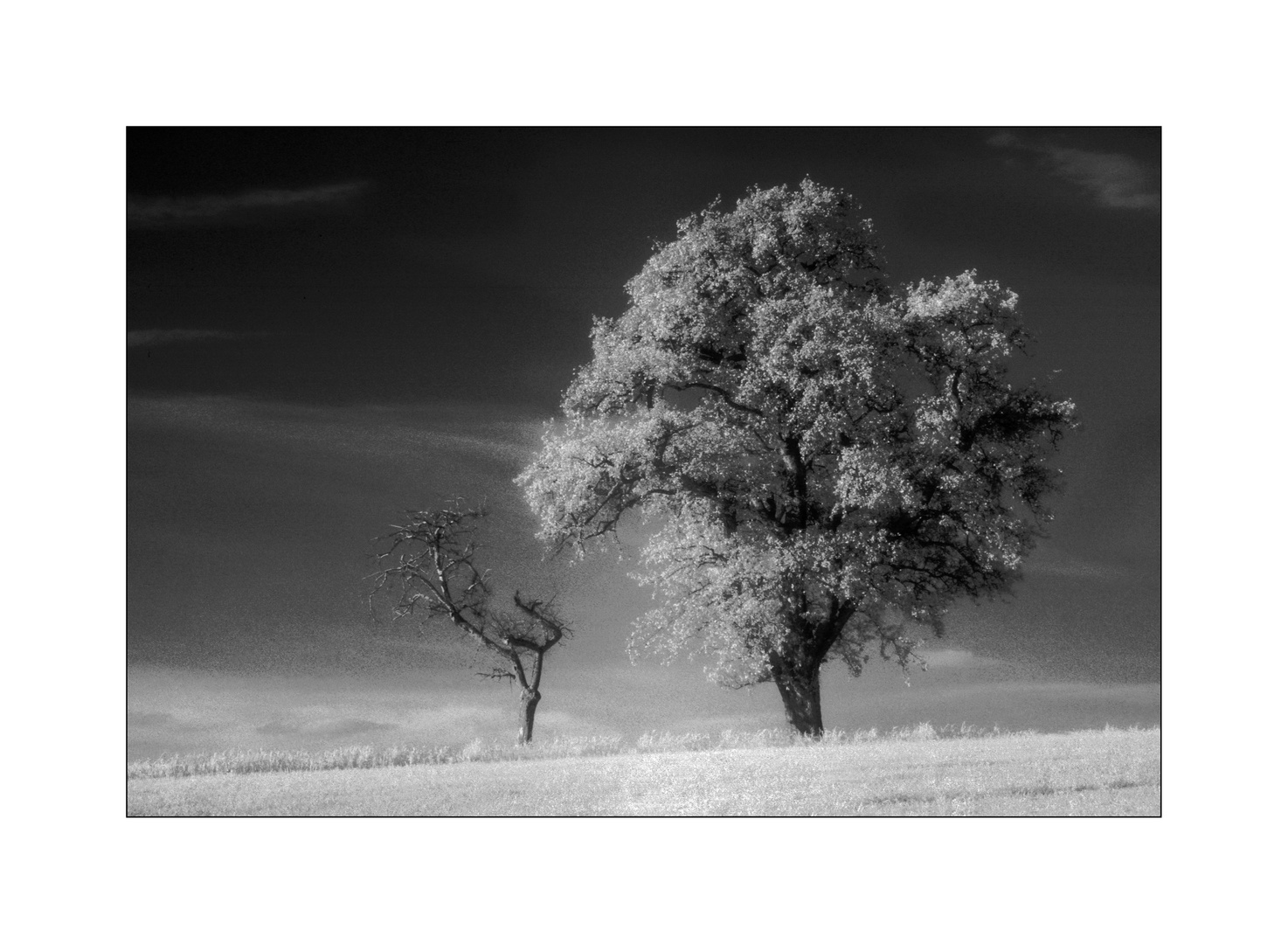 Bäume #5