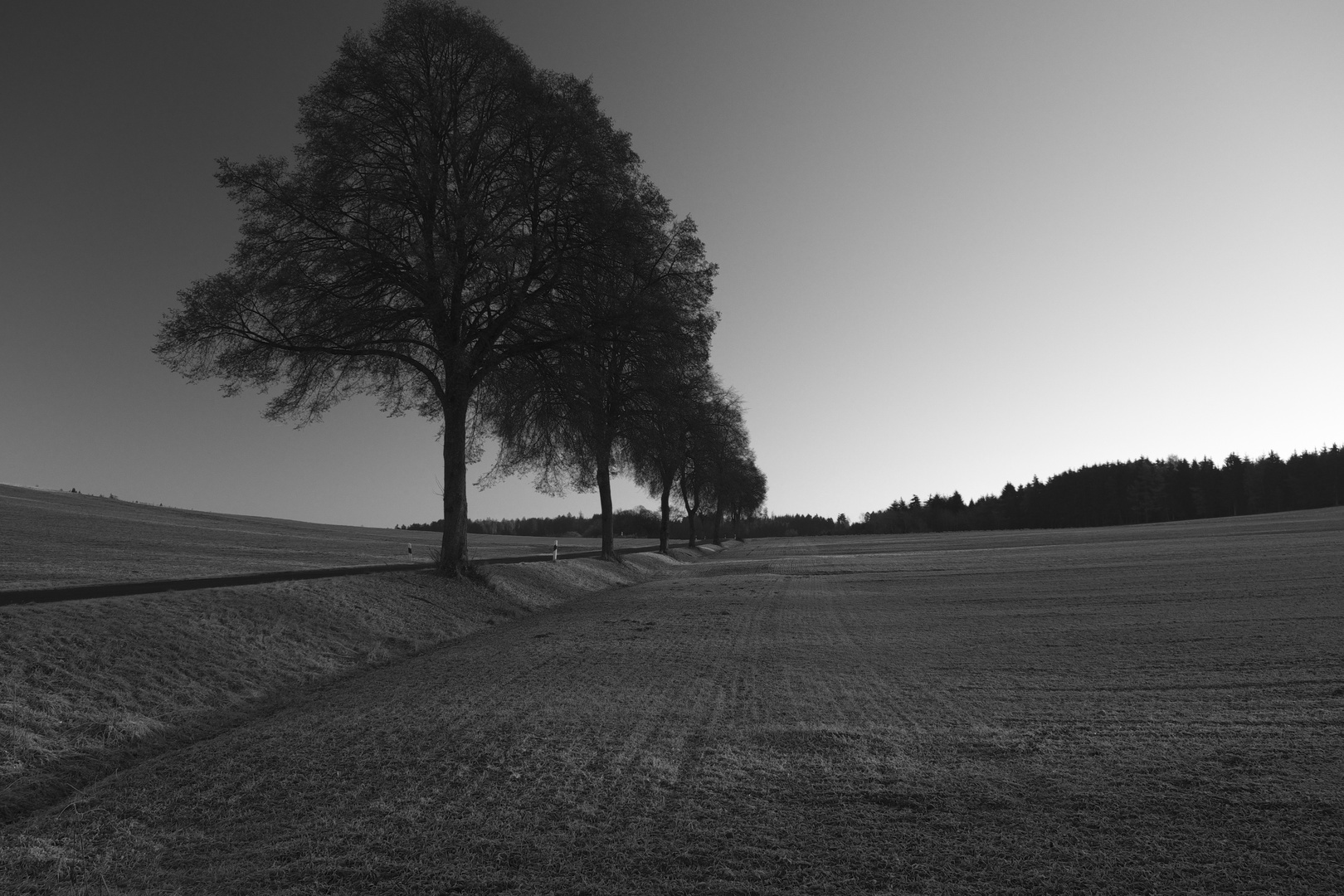 Bäume als Bregrenzung 