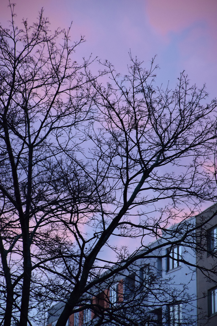 bäume am abend ende februar