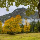 Bäume am Ahornboden