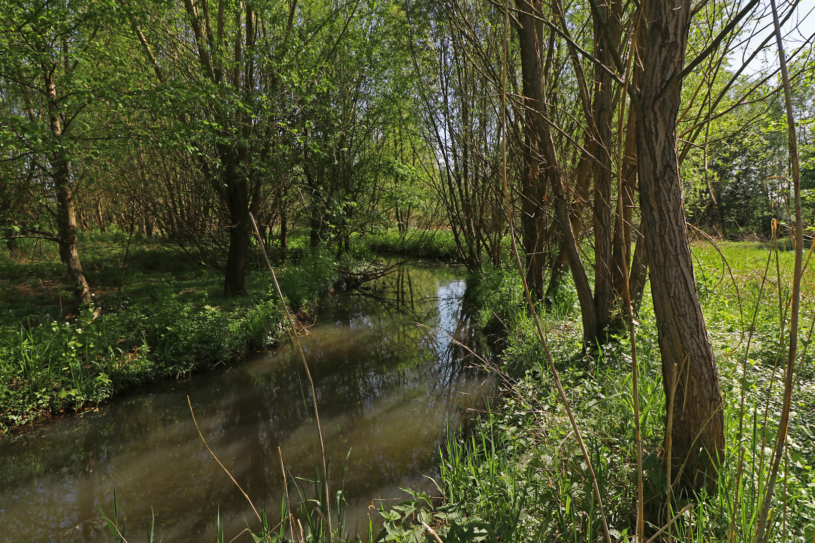 Bäume am Bach