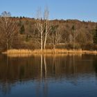 Bäume am Baggersee