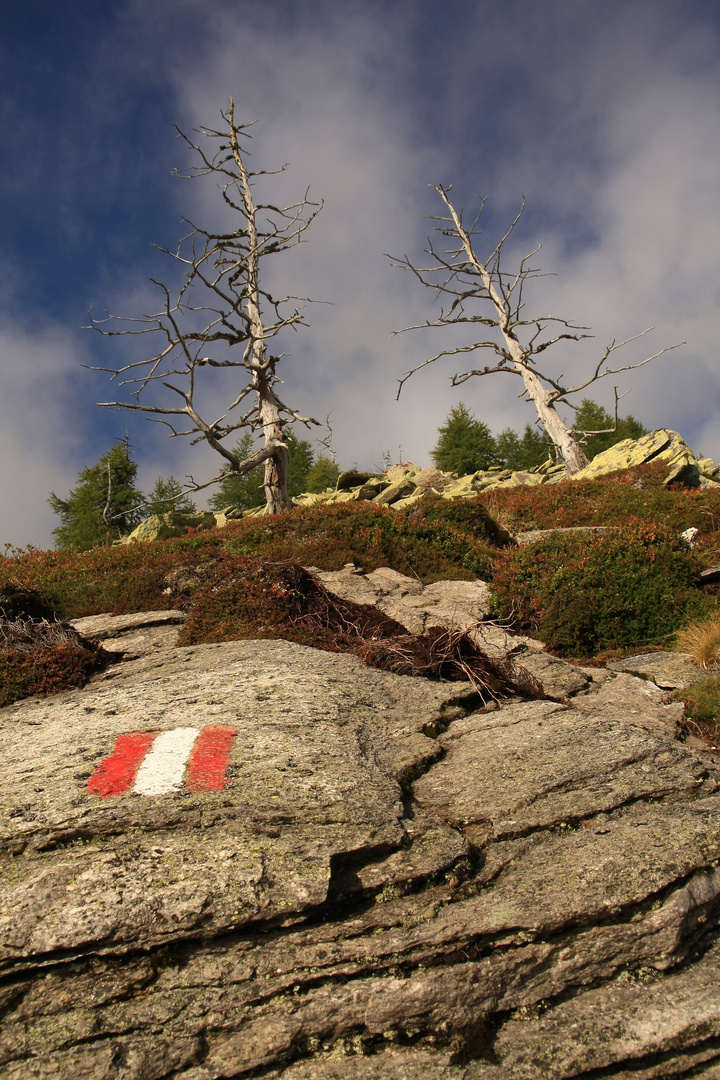 Bäume am Bartelmann