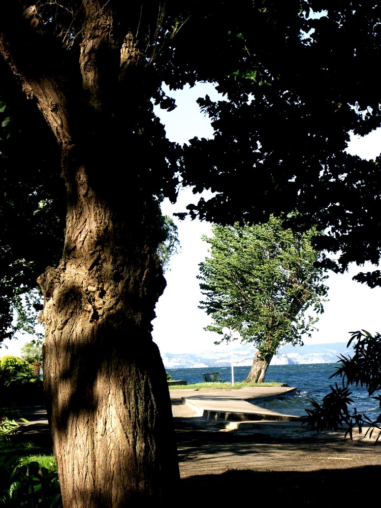 Bäume am Bolsena See /Italien