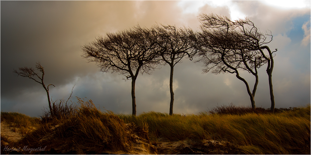 Bäume am Darßer Weststrand