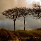 Bäume am Darßer Weststrand