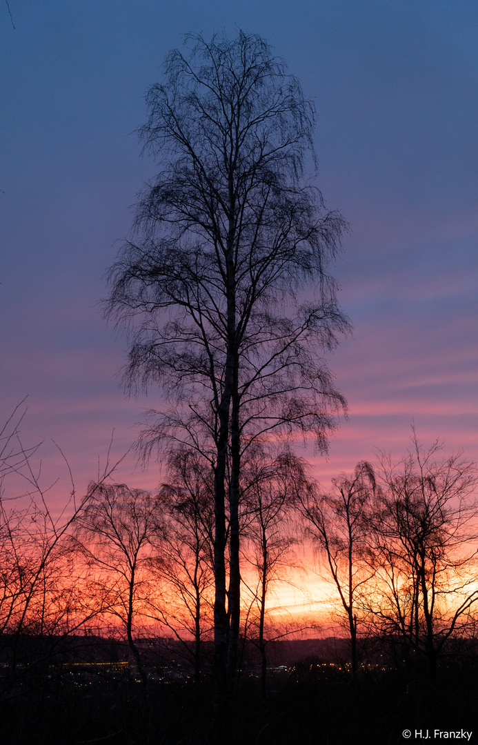 Bäume am Donnerstag mit Durchblick