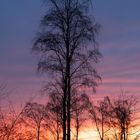 Bäume am Donnerstag mit Durchblick