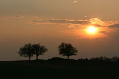 Bäume am Ende des Tages