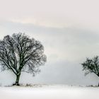 Bäume am Feldrand