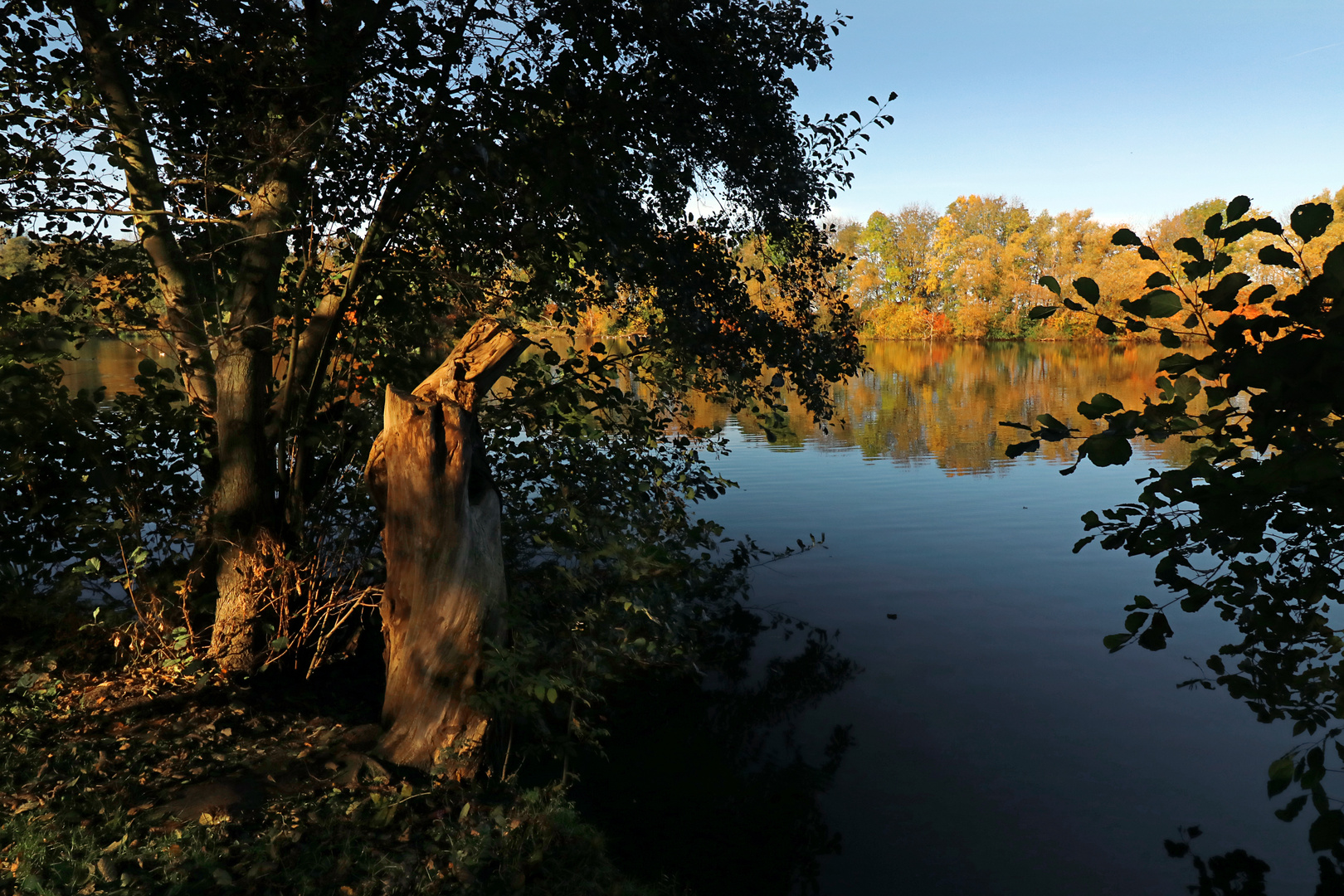 Bäume am Fischteich