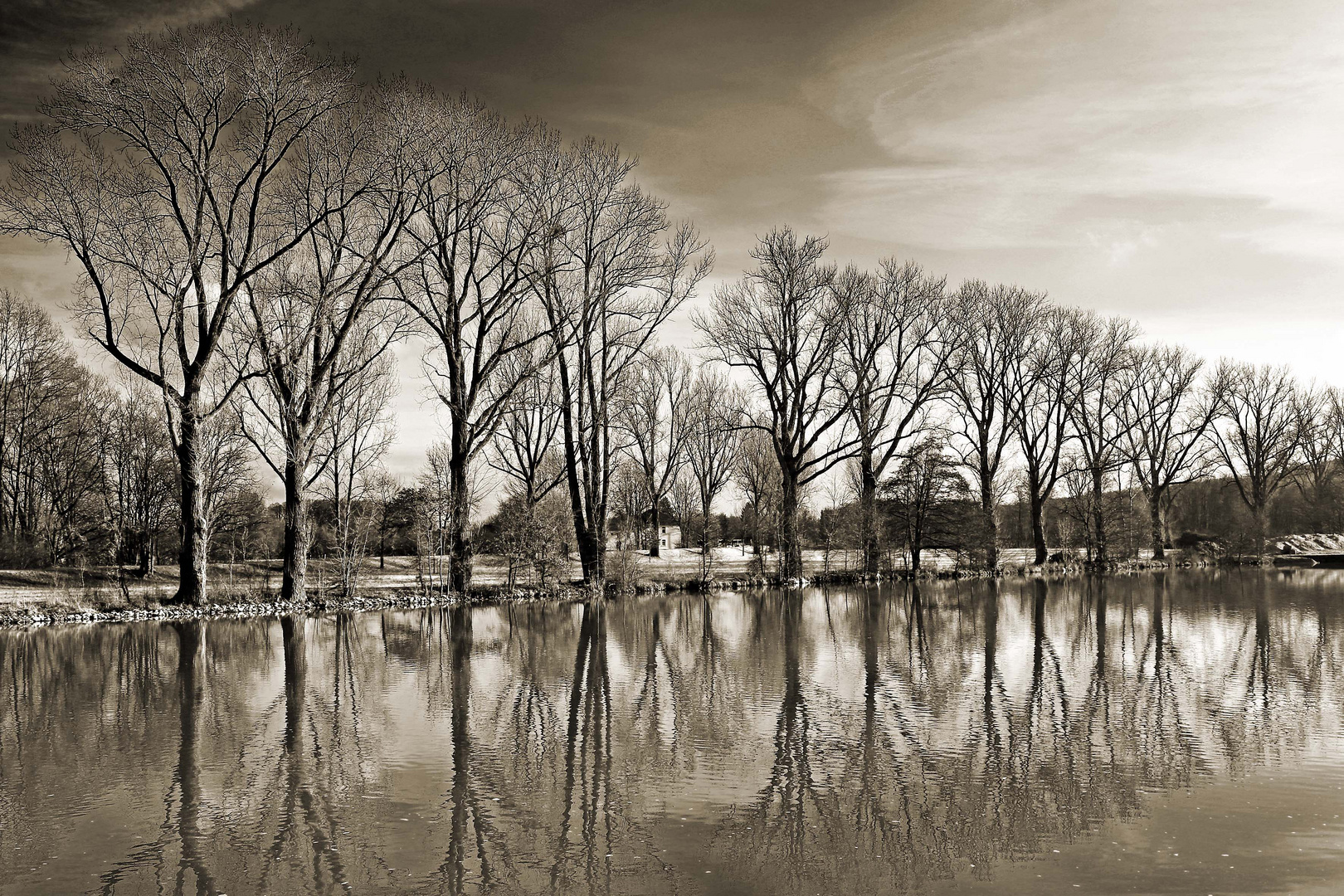 Bäume am Fluss