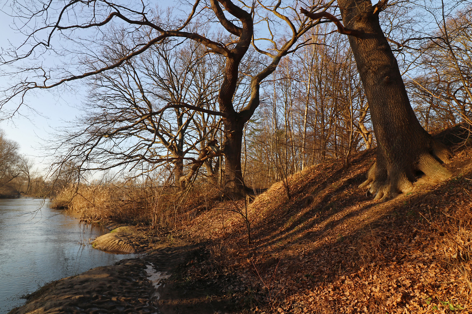 Bäume am Flusshang