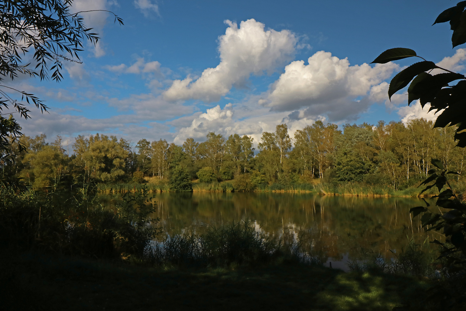 Bäume am Großen See