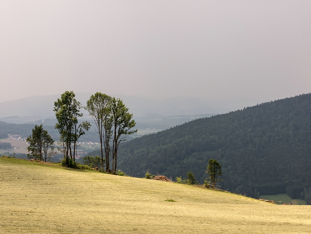 Bäume am Hang