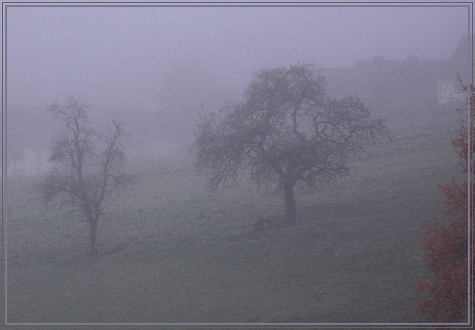 Bäume am Hang im Novembernebel