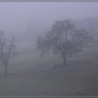 Bäume am Hang im Novembernebel