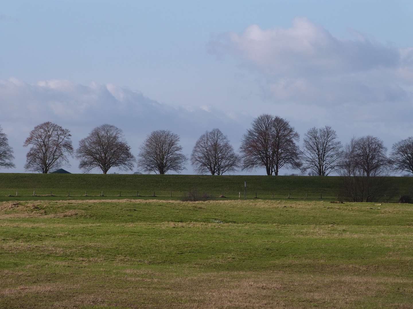 Bäume am Horizont