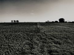 bäume am horizont ...