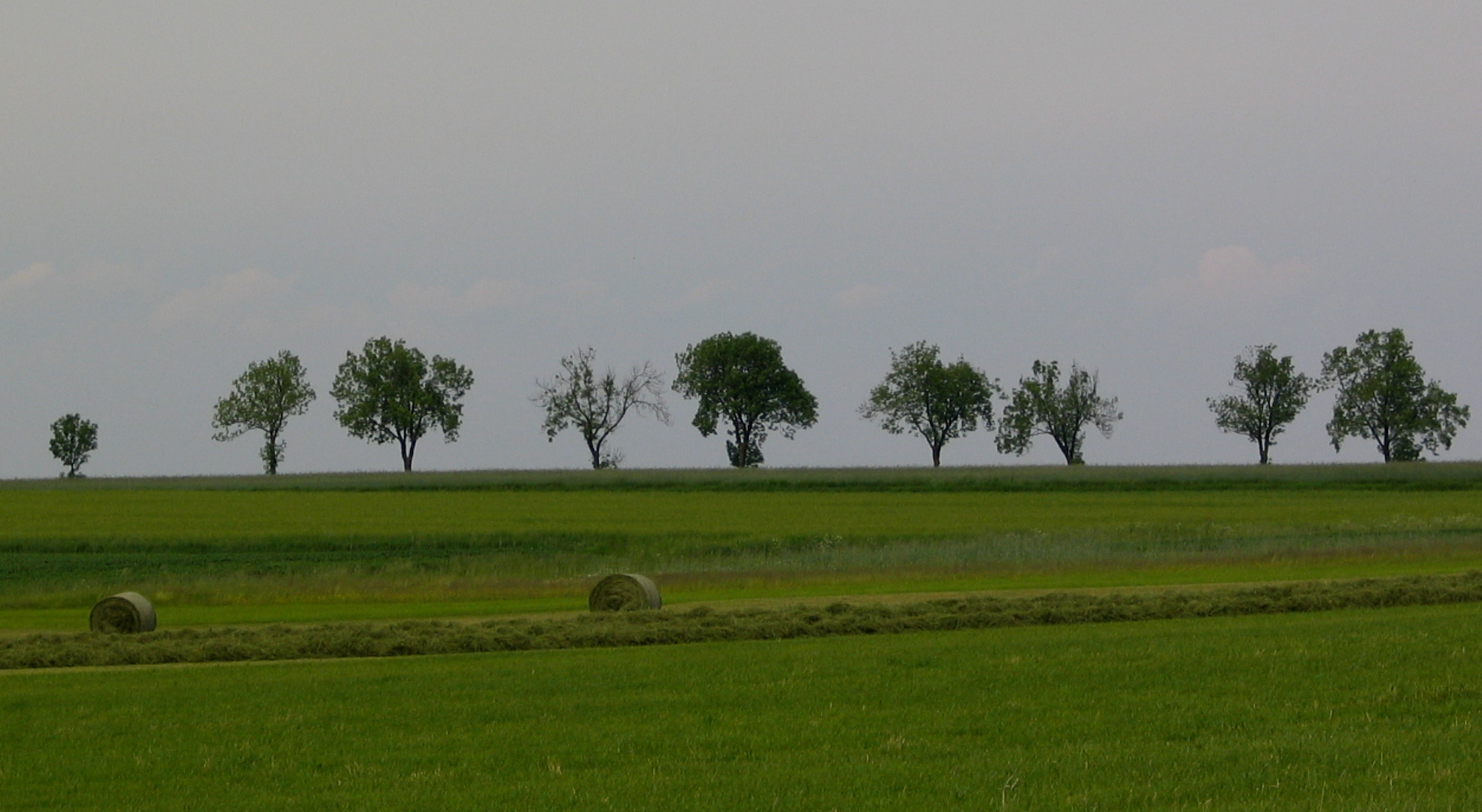 bäume am horizont