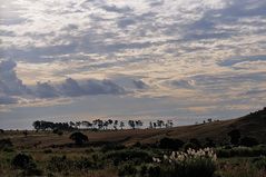 Bäume am Horizont