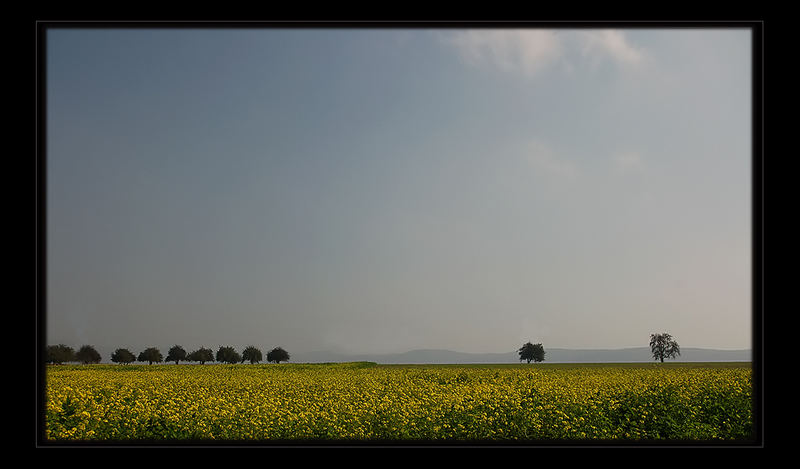 Bäume am "Horizont"