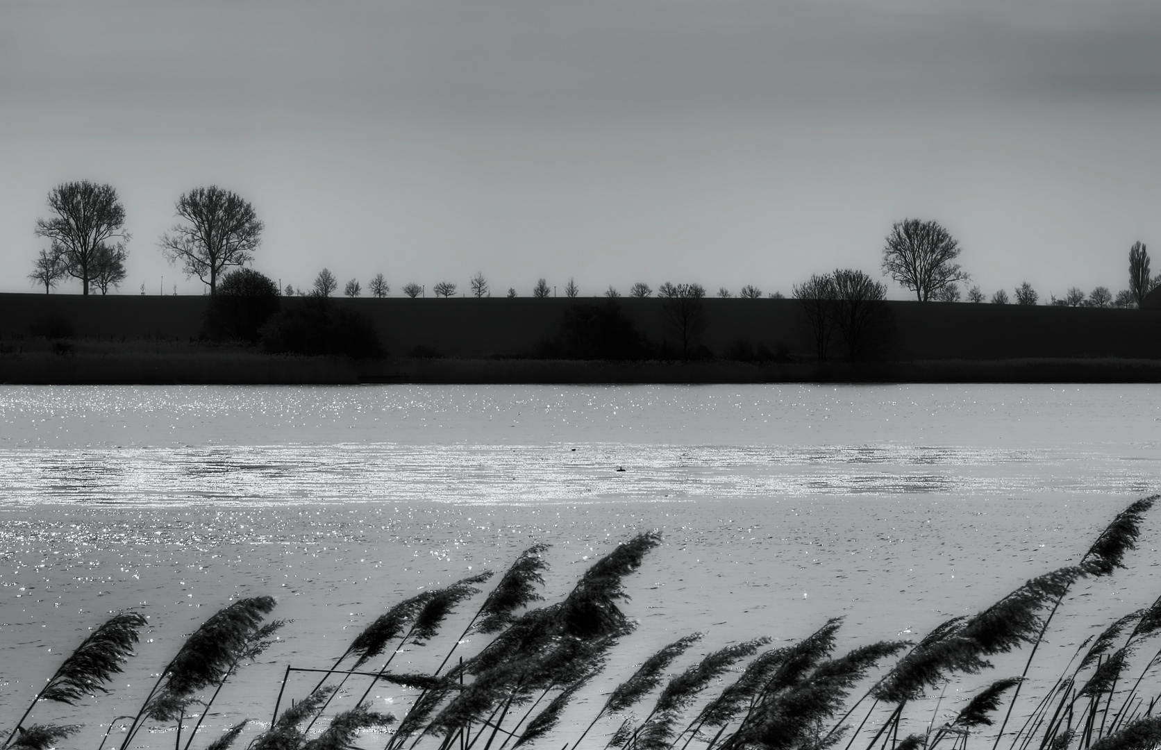 bäume am horizont ...