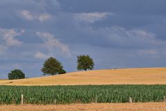 Bäume am Horizont