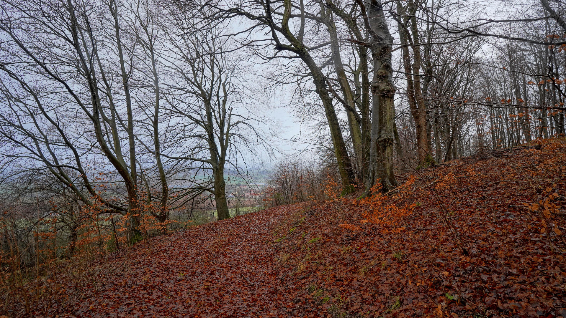 Bäume am Hutsberg (árboles en la montaña "Hutsberg")