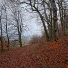 Bäume am Hutsberg (árboles en la montaña "Hutsberg")