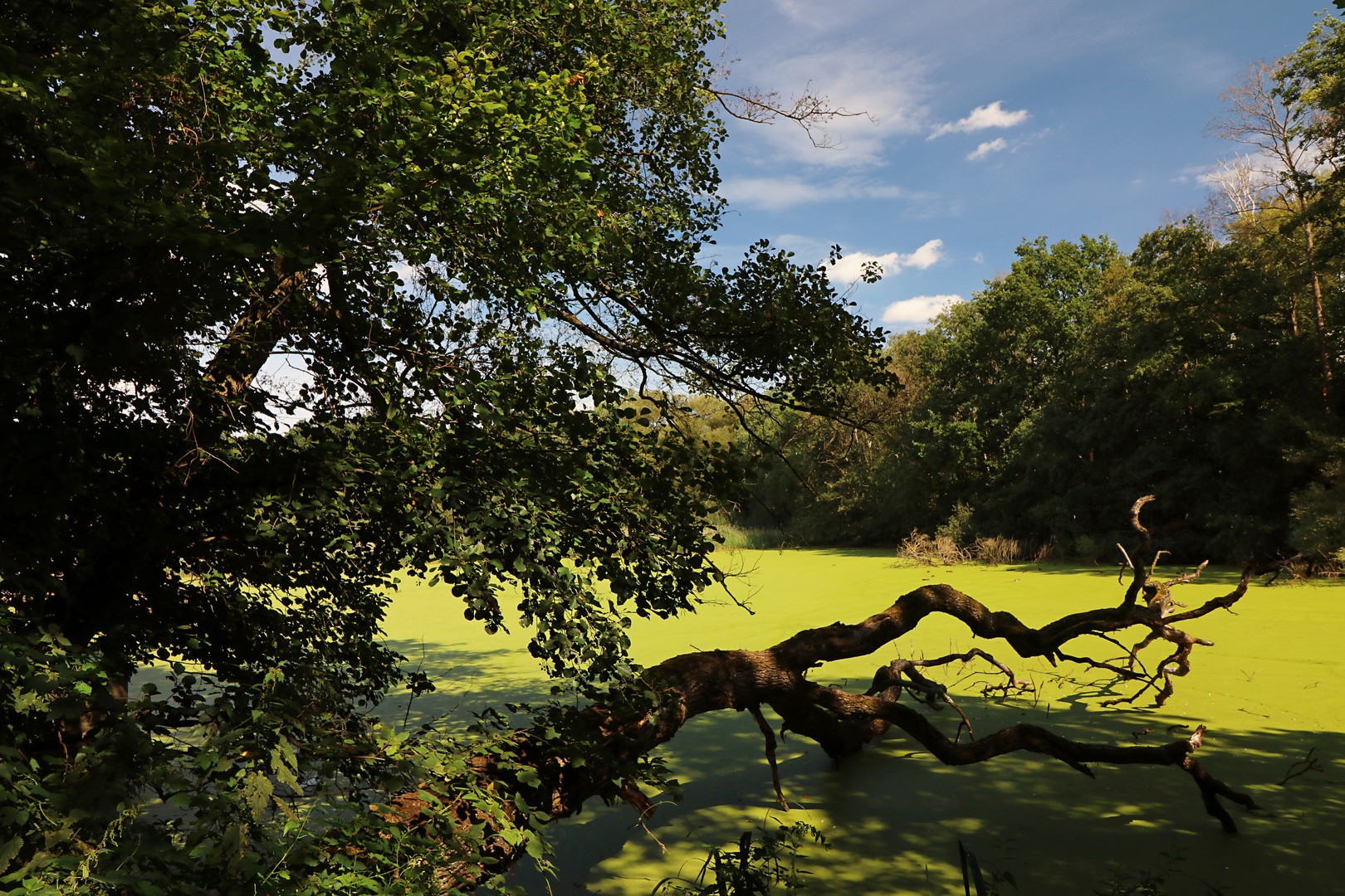 Bäume am Kauleteich