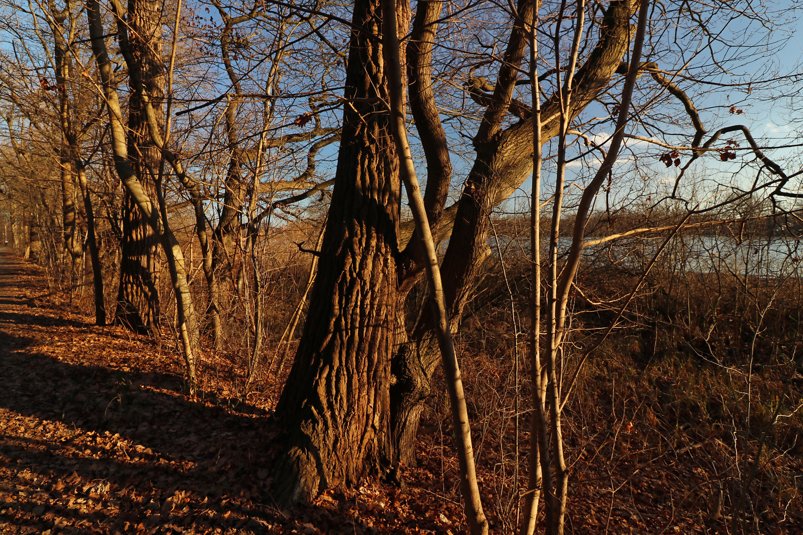 Bäume am Kreuzteich