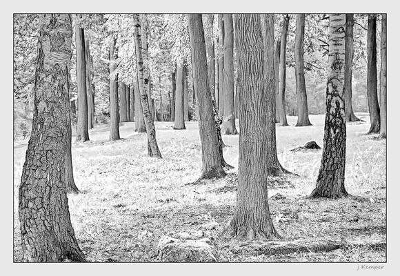 - Bäume am Lopau See -