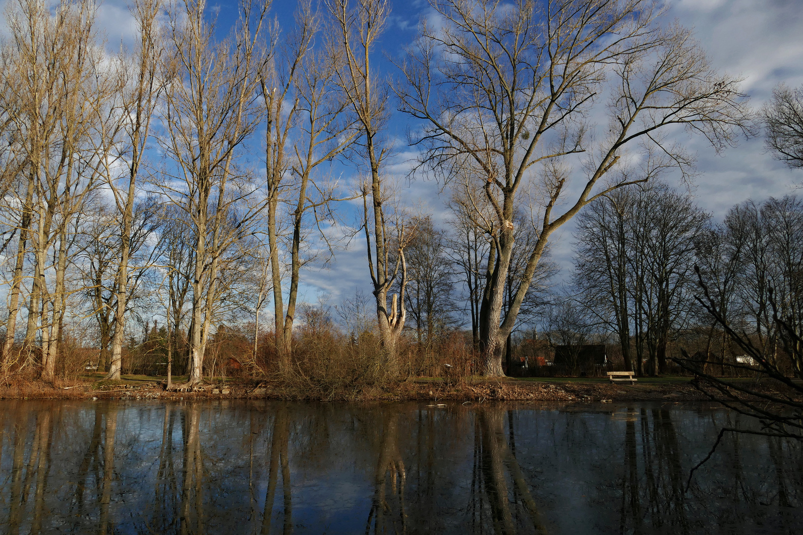 Bäume am Lünischteich